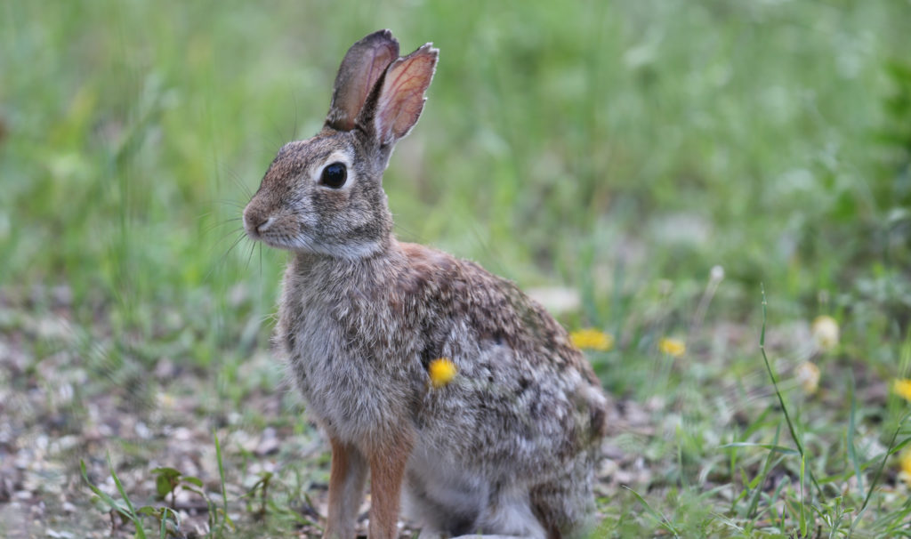cottontail rabbit texas hill country Ranch 3232