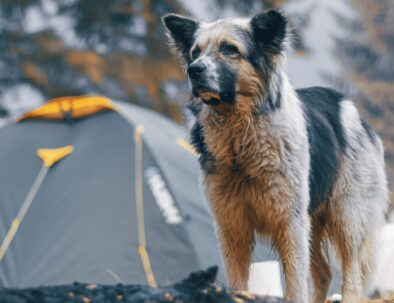 Photo by Ungureanu Ionut on Unsplash.