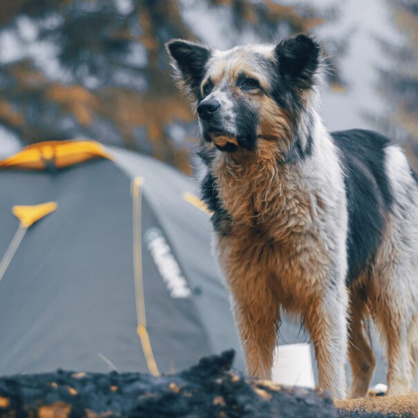 Photo by Ungureanu Ionut on Unsplash.