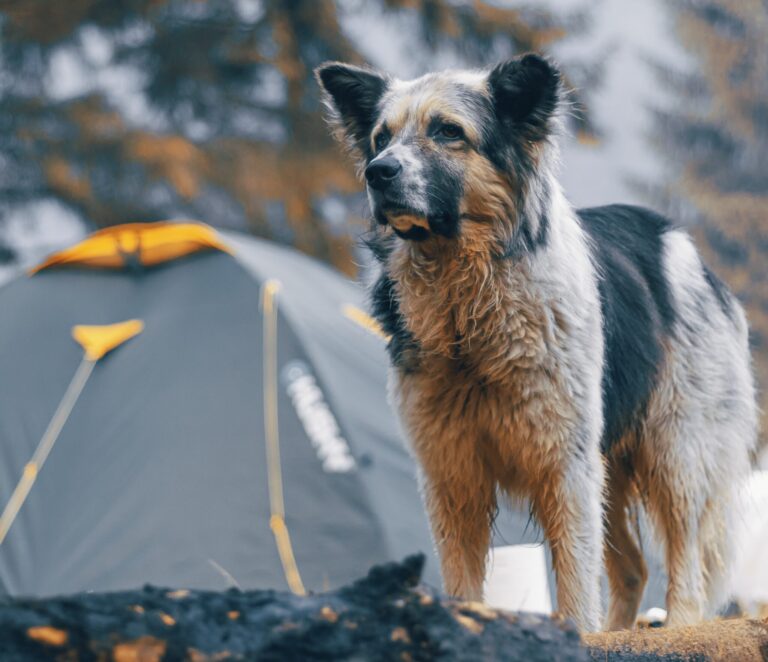 Photo by Ungureanu Ionut on Unsplash.